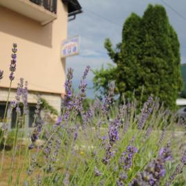 Apartments Jančić