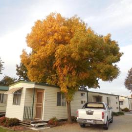 Wodonga Caravan & Cabin Park: Wodonga şehrinde bir otel