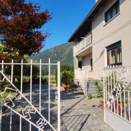 agrifoglio