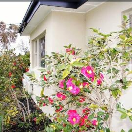 Elegant Balwyn Paradise - Spacious Family House in Melbourne's Leafy East, hotel a Balwyn