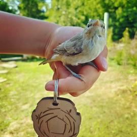 Бунгала Гнездото Bungalows The Nest 1