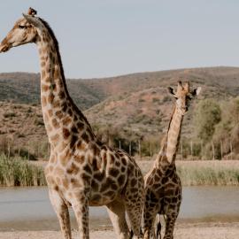 Chandelier Game Lodge: Oudtshoorn şehrinde bir otel