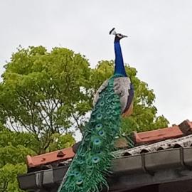 Ayu Kataragama, hotel in Kataragama