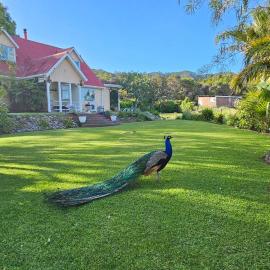 Soggy Bottom Farm House, Sea views and peacocks, hotel i Pakawau