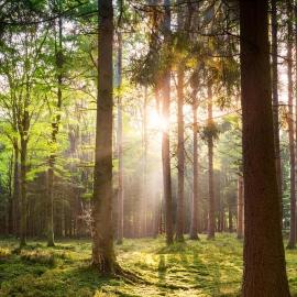 VELUWE VOORTHUIZEN COMFORTABLE CHALET - Comfortable Chalet with Good Amenities and several Activities for Families and Tourists nearby, hotel a Voorthuizen