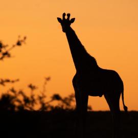 Bay Safaris, hotel in Doringkloof