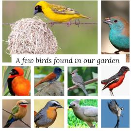 Bufflesdrift Bush and Birding, hotel in Pretoria