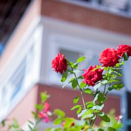 B&B Il Pettirosso – hotel w mieście Malonno