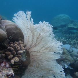 Sea Fans Homestay, hotel em Yef Mo