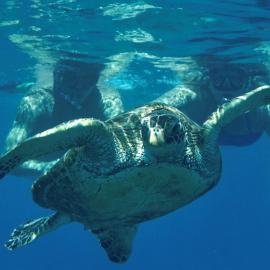 Sea Turtle Bungalow, hotel in Ormond Beach