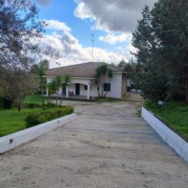 Odori di zagara