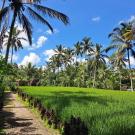 tarotours accommodations - we manage different guesthouses in taro village, hotel in Penginyahan