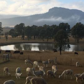 Starline Alpacas Farmstay Resort, hotel di Broke