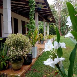 Cashew Villa Hiriketiya