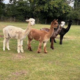 Stunning Dorset Woodland Retreat for Two Private Hot Tub & Alpacas