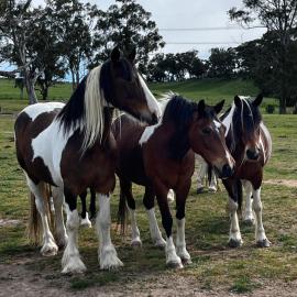 High country trail rides & farmstay