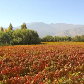 Tipaume Boutique Vineyard Farm Stay, hotel i Rengo