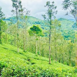 Zonooro Homestay Vythiri, hotel in Vythiri