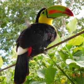 Casa Lina sloth view exotic apartment with privat kitchen, hotel in Puerto Viejo