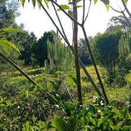 Tannenhof Camping Ground, hotell sihtkohas Sanddrif