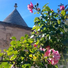 Il trullo delle rose