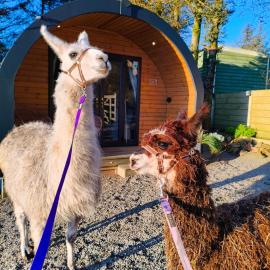 little peru luxury pods and alpaca farm, hotel em Crosshill