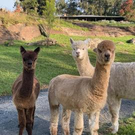 Wollombi Country House and Gardens, hotel u gradu Volombi