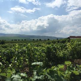 Transylvania WINE, hotell sihtkohas Turda
