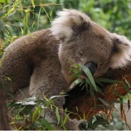 Guesthouse Nature Escape Sleeps up to 6