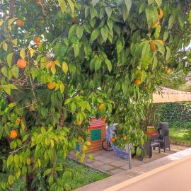 Il Giardino Degli Aranci