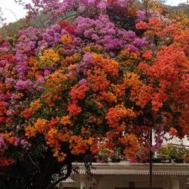 Moon moon Garden โรงแรมในThamarassery