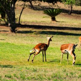 Intibane Lodge، فندق في Ulundi