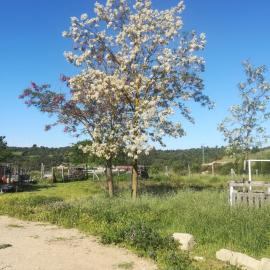 Moixons, hotel a Calonge de Segarra