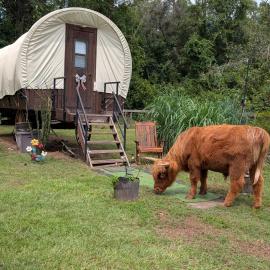 Luxury Covered Wagon, Rooterville Animal Sanctuary, hotel u gradu Melrose