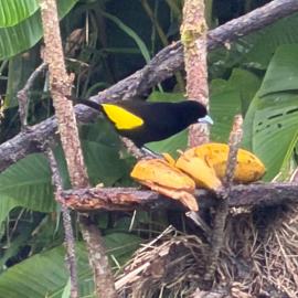 balcon birds ecopolis, Hotel in El Queremal