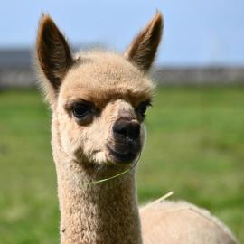 Alpaca World Friesland, hotell i Workum