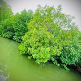 Koggala Lake Boat Safari With Nirosh, Hotel in Weniwelkola