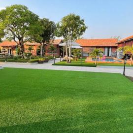 Melalueca tay ninh