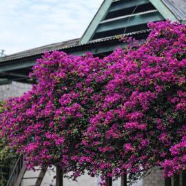 Homestay SeAngel, hotel a Labuan Bajo