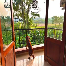 Sky Serein Farm view, Pool, 10mins to Baga