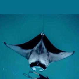 Oceanvine Maldives, מלון בMahibadhoo