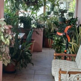 PeachBloom Terrace Inn Homestay