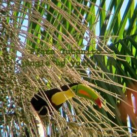Plaza Tucanito - jungle up your life, hotel u gradu Kauita