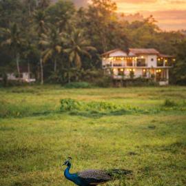 Wildlife Kingdom - Deniyaya Sinharaja: Deniyaya şehrinde bir otel