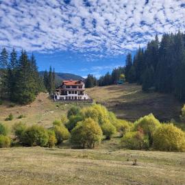 Daisy Forest, hotel a Borino