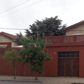 Cedro Azul
