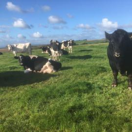North Hollacombe Farm