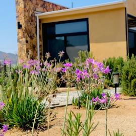 Flor de Garambullo, Valle de Guadalupe