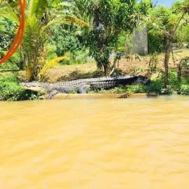 Southern Crocodile - River Safari and on boat fish therapy in matara nilwala river, hotel a Matara