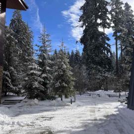 Lyra Forest Apartment
